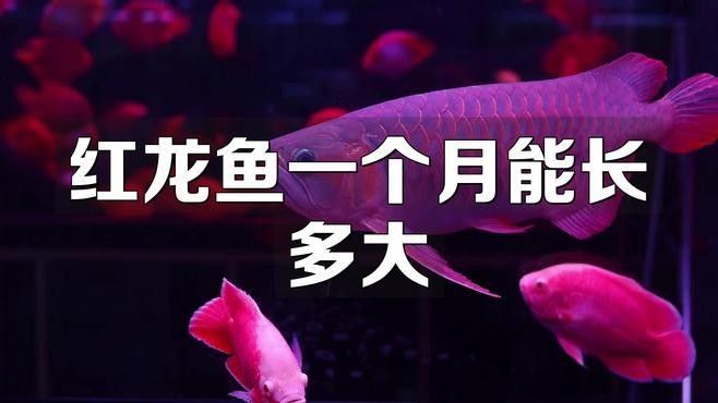 和靜紅龍魚