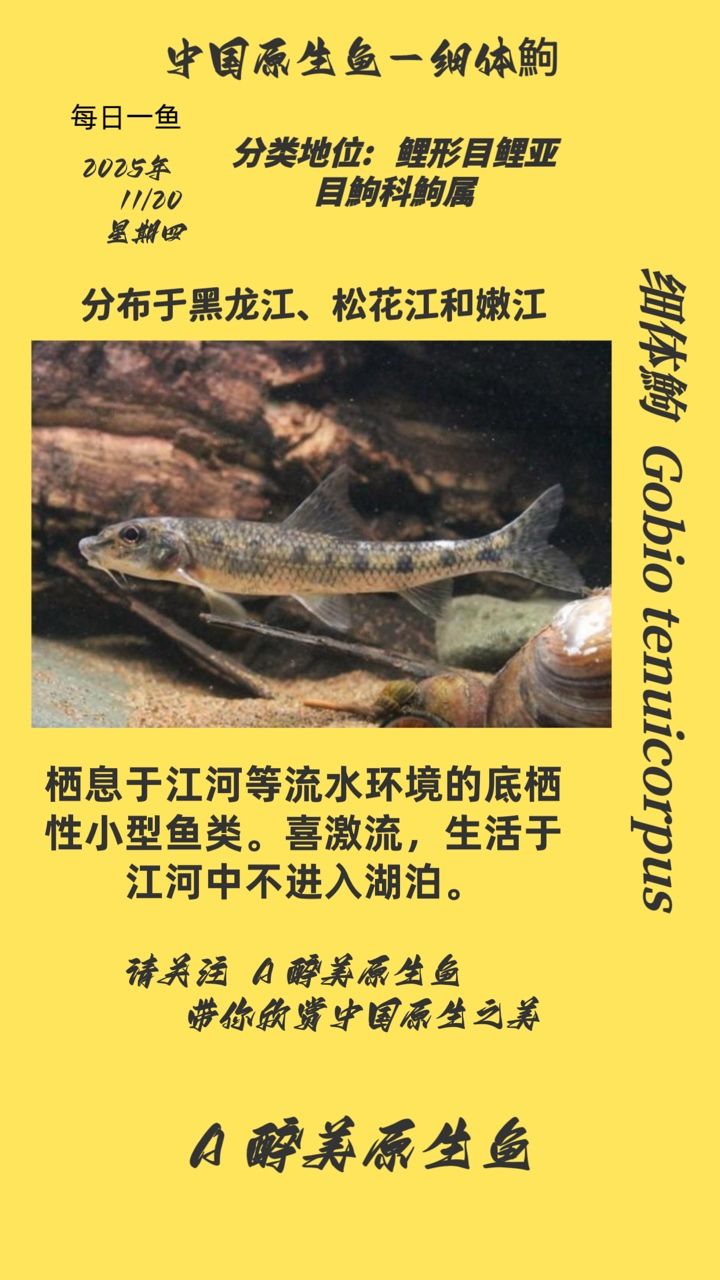 細(xì)體鮈