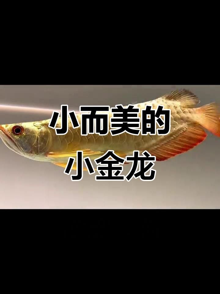 小金龍魚圖片