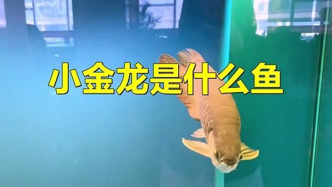 小金龍魚圖片