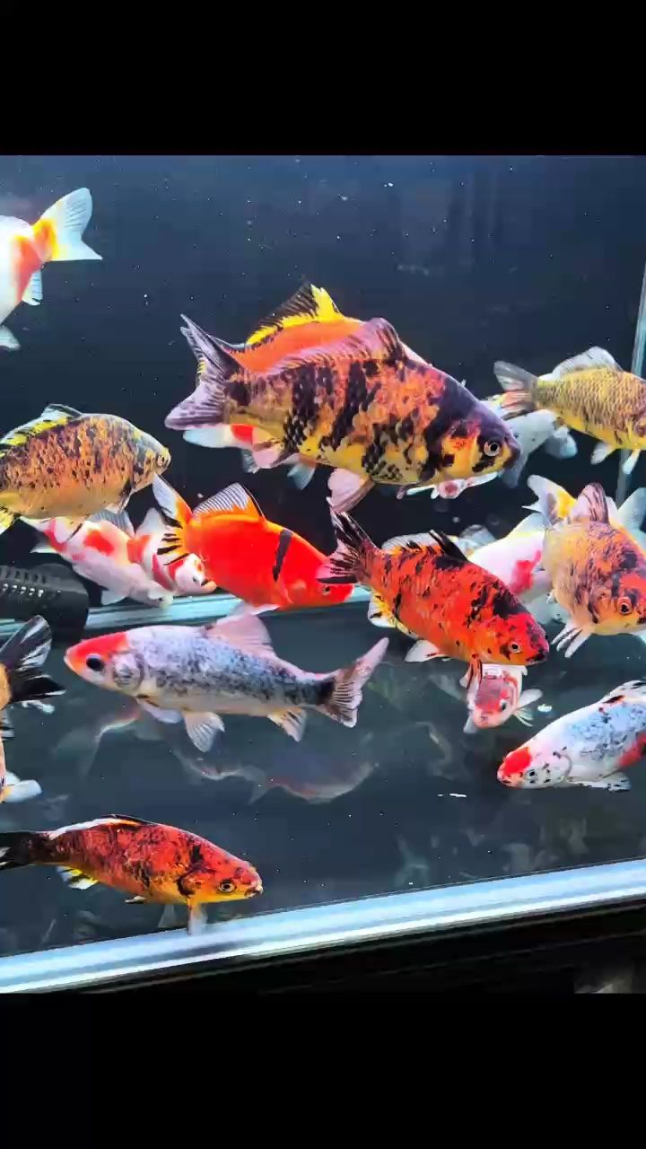 短尾草金有喜歡的嗎