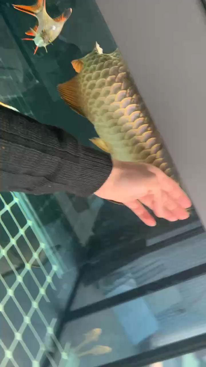 金龍
