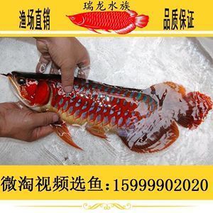 草金魚養在魚缸里，一年能長幾厘米大概，你自己身邊發生過哪些荒唐事