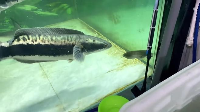 鉛筆魚(yú)和泰龐海鰱魚(yú)的反應(yīng)速度對(duì)比