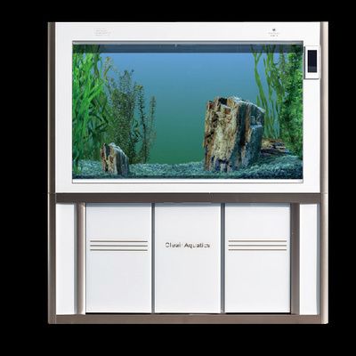 龍魚那個品種最好看圖片（龍魚那個品種最好看圖片大全）