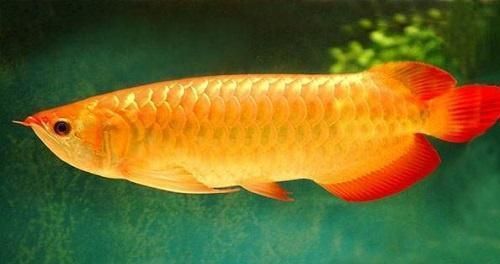 湛江龍魚神龜養(yǎng)殖基地(廣東湛江龍魚之謎)