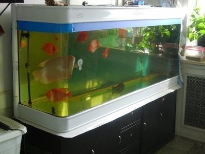 沈陽(yáng)觀賞魚(yú)養(yǎng)殖場(chǎng)在哪個(gè)位置好(沈陽(yáng)觀賞魚(yú)養(yǎng)殖場(chǎng)在哪個(gè)位置好呢)