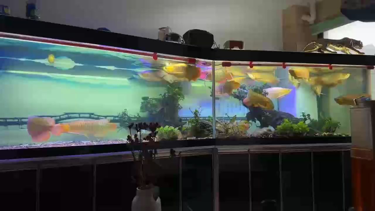 龍魚干蝦有營養嗎 早 龍魚論壇 早 早 龍魚論壇