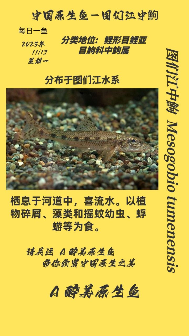 圖們江中鮈，一種生活在圖們江流域的淡水魚類（中國東北圖們江中鮈，一種生活在中國東北圖們江中[需手動填充]）