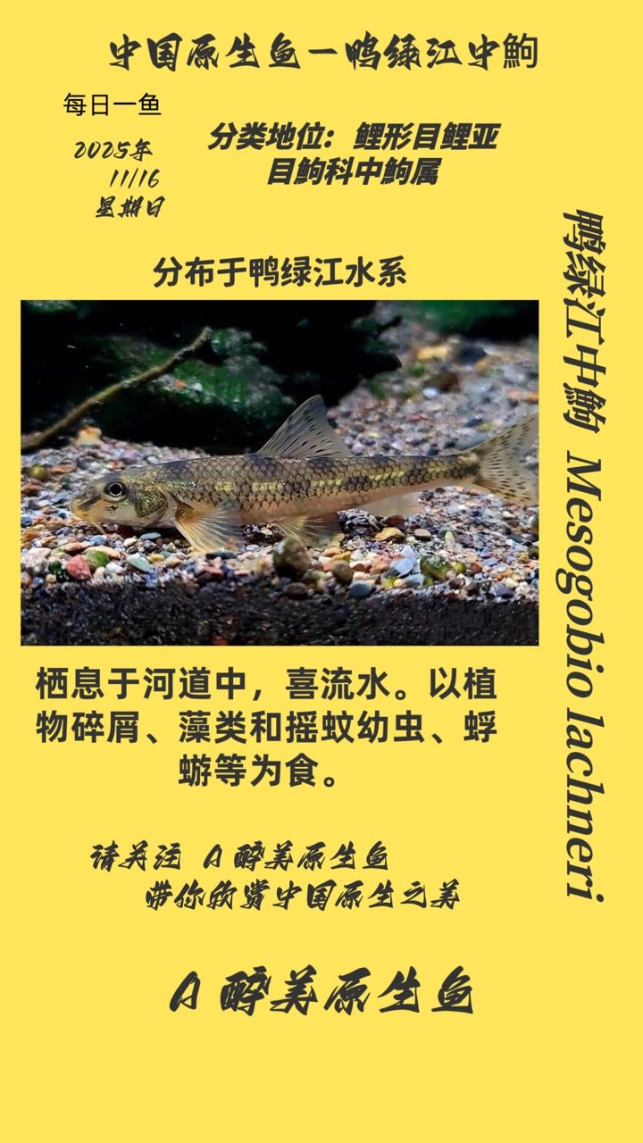 鴨綠江中鮈的生物學特性（綠江中鮈的生活習性）