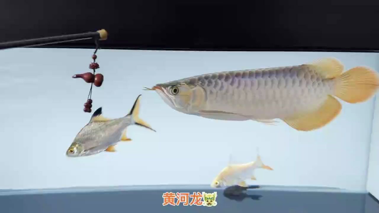 嘴型翹，綠底，硬骨鰭尾，鰭尾拉白明顯，后