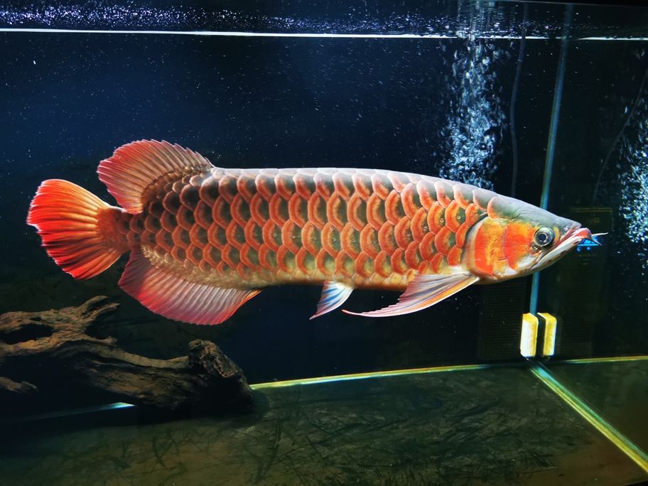 魚缸成長記，自從搬入新家兩年，我養的金魚從30公分長到55公分（我的魚缸成長記）