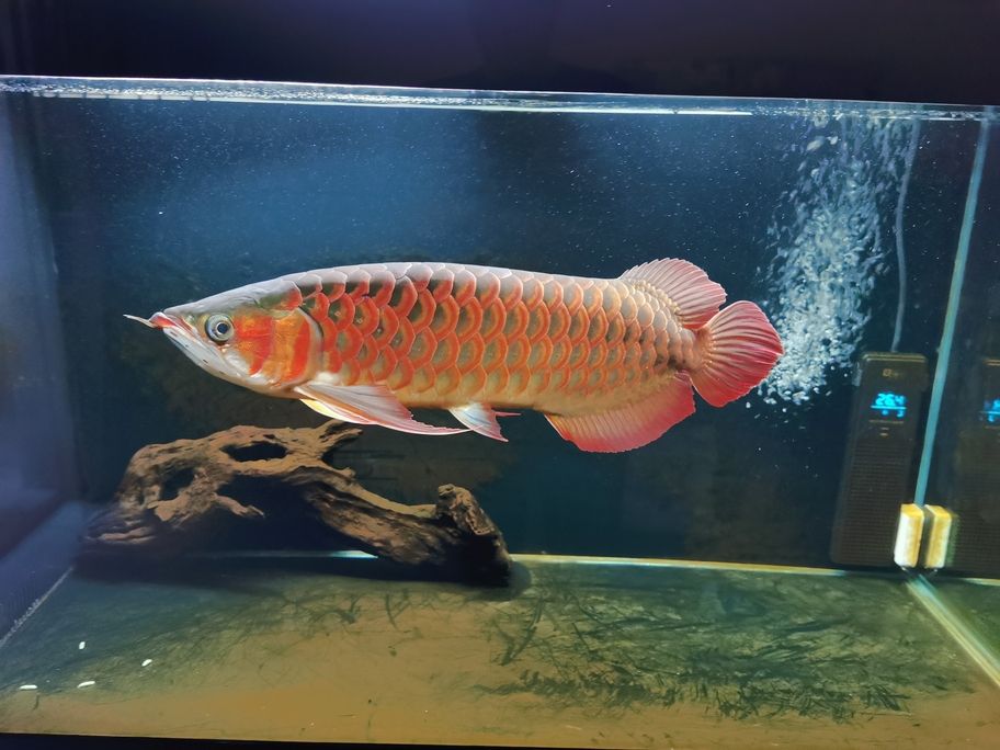 魚缸成長記，自從搬入新家兩年，我養的金魚從30公分長到55公分（我的魚缸成長記）