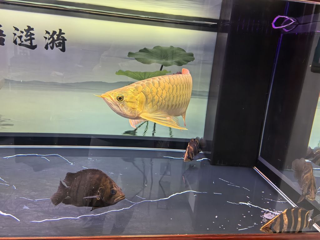 小伙不帥_人見人愛評論：堅持愛好對個人如此重要（堅持愛好對個人的影響）