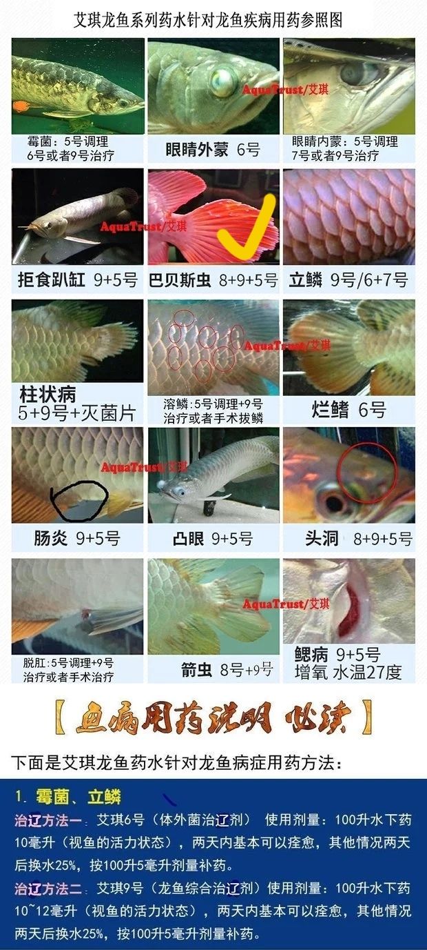 金龍魚尾鰭和尾巴都有的白點(diǎn)是外寄嗎（探討金龍魚尾鰭和尾巴白點(diǎn)是否為外寄及推薦藥物）