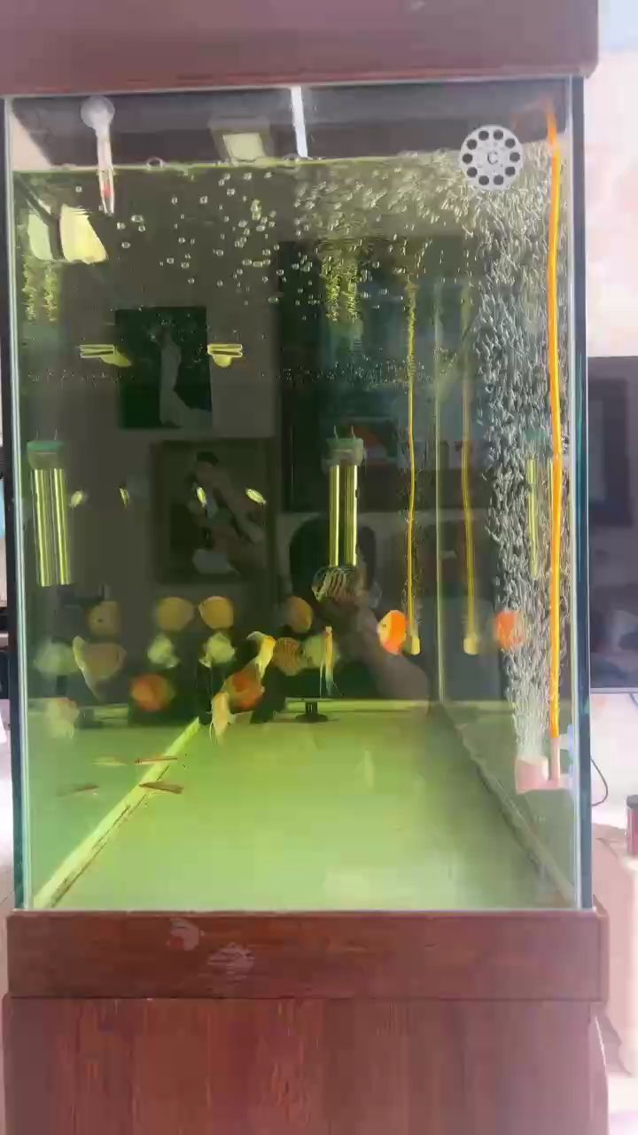 七彩，新入缸檢疫，黃澄澄的水（七彩魚養殖全面指南）
