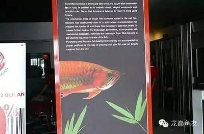 鞍山盤錦觀賞魚養殖場地址（盤錦觀賞魚養殖場地址）