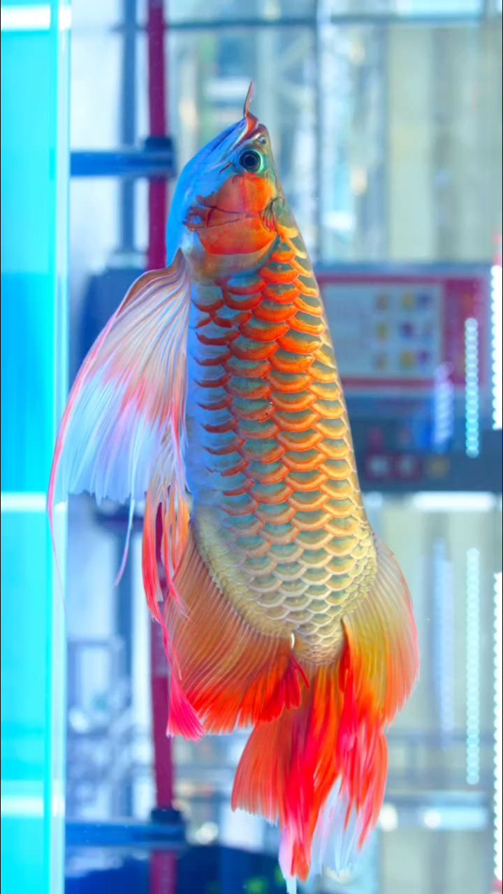 長城杯特殊組f3鳳凰龍賽事（2025長城杯特殊組f3鳳凰龍）