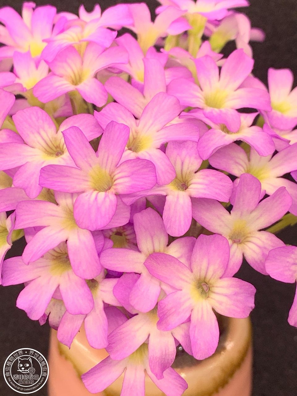 花兒為什么這樣紅（捕蟲堇開花啦，生活中一點(diǎn)小確幸，隨著春日的溫暖逐漸灑滿大地）