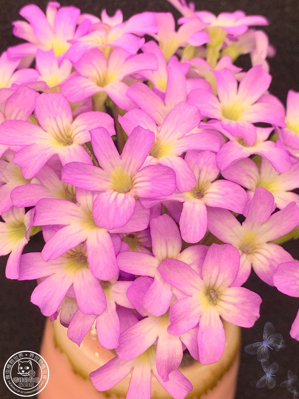 花兒為什么這樣紅（捕蟲堇開花啦，生活中一點(diǎn)小確幸，隨著春日的溫暖逐漸灑滿大地）