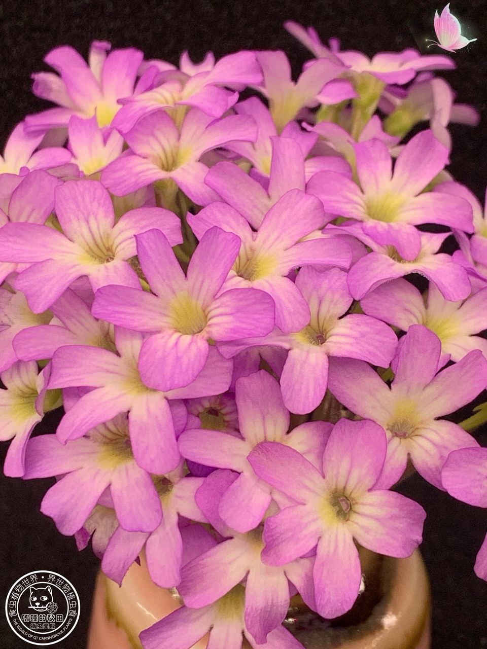 花兒為什么這樣紅（捕蟲堇開花啦，生活中一點(diǎn)小確幸，隨著春日的溫暖逐漸灑滿大地）