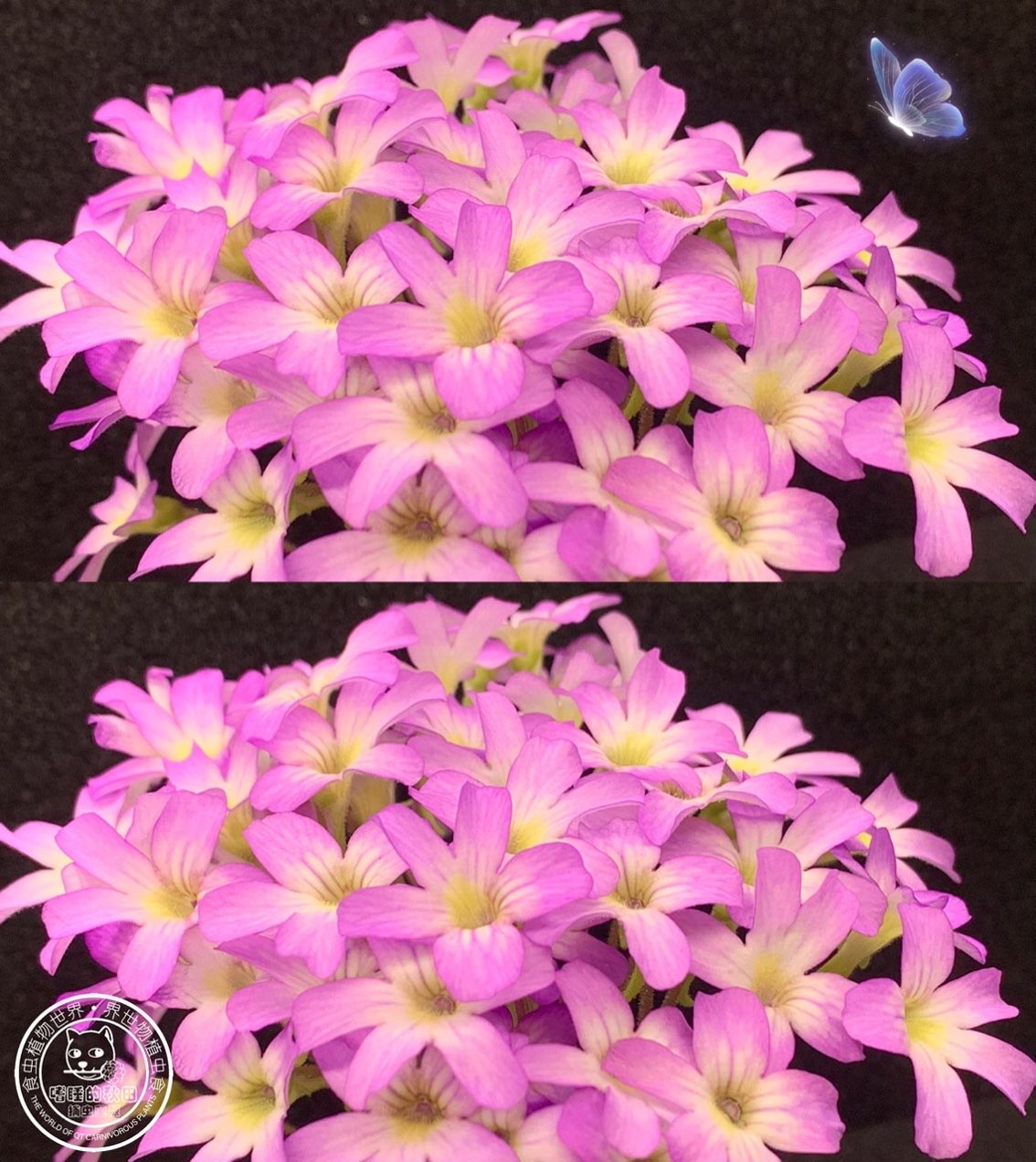 花兒為什么這樣紅（捕蟲堇開花啦，生活中一點(diǎn)小確幸，隨著春日的溫暖逐漸灑滿大地）