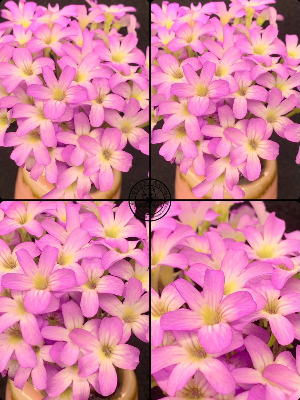 花兒為什么這樣紅（捕蟲堇開花啦，生活中一點(diǎn)小確幸，隨著春日的溫暖逐漸灑滿大地）