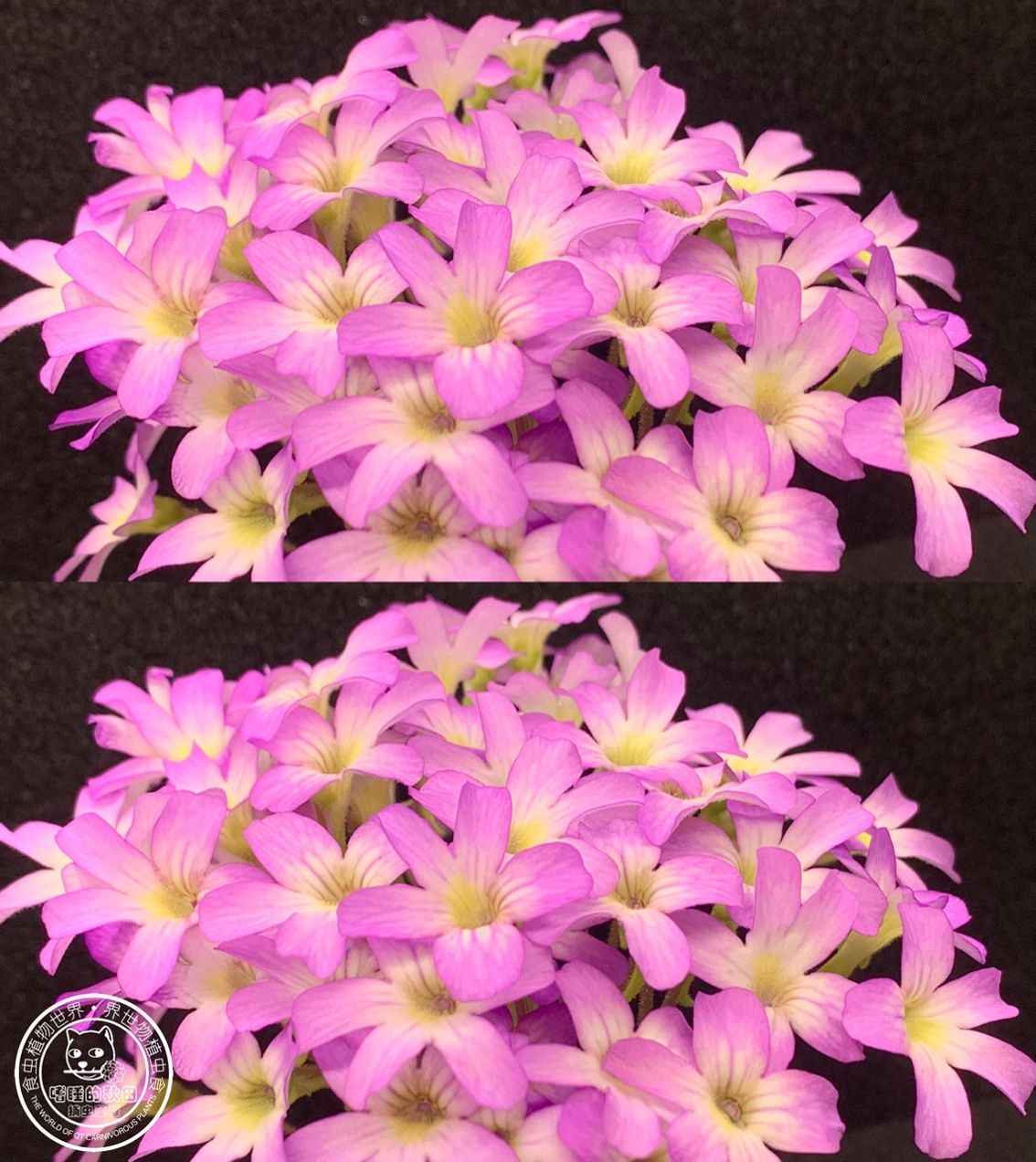 花兒為什么這樣紅（捕蟲堇開花啦，生活中一點(diǎn)小確幸，隨著春日的溫暖逐漸灑滿大地）