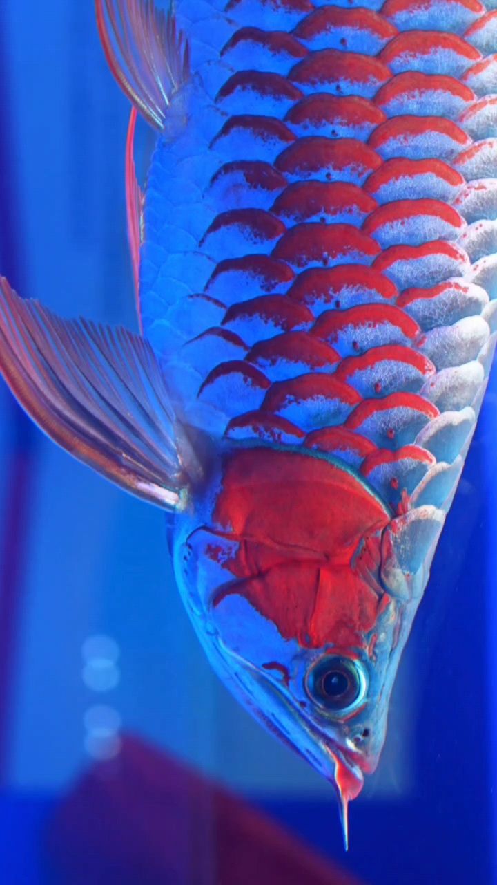 長城杯珍珠眼紅龍（025長城杯中魚組極品珍珠眼紅龍魚）