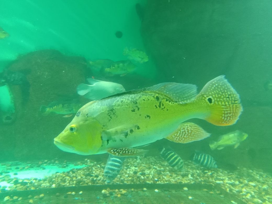 龍魚干蝦有營養嗎 人工智能在教育領域的應用與挑戰(ai在教育中的應用與挑戰,ai在教育領域的應用與挑戰) 龍魚論壇 人工智能在教育領域的應用與挑戰(ai在教育中的應用與挑戰,ai在教育領域的應用與挑戰) 人工智能在教育領域的應用與挑戰(ai在教育中的應用與挑戰,ai在教育領域的應用與挑戰) 龍魚論壇