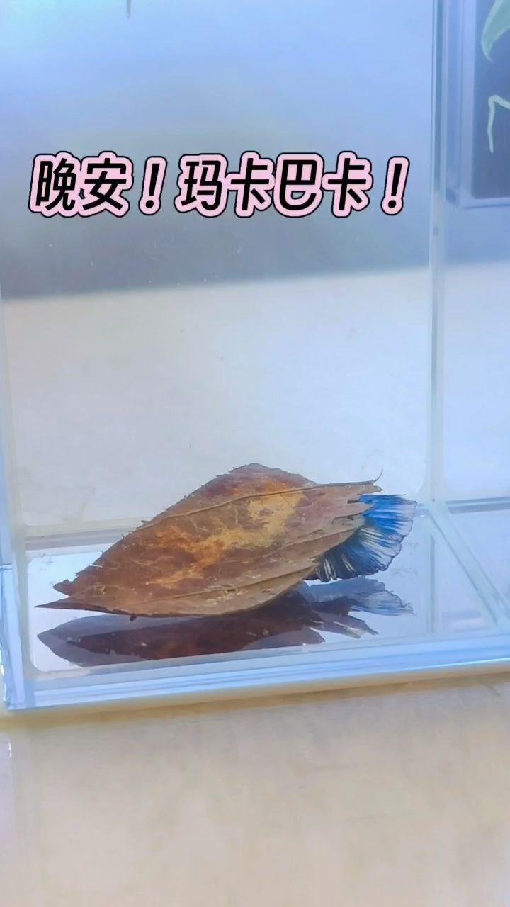 還會蓋被子嗎？（jonyu評論：被子的重要性及其對個人舒適和健康的影響）