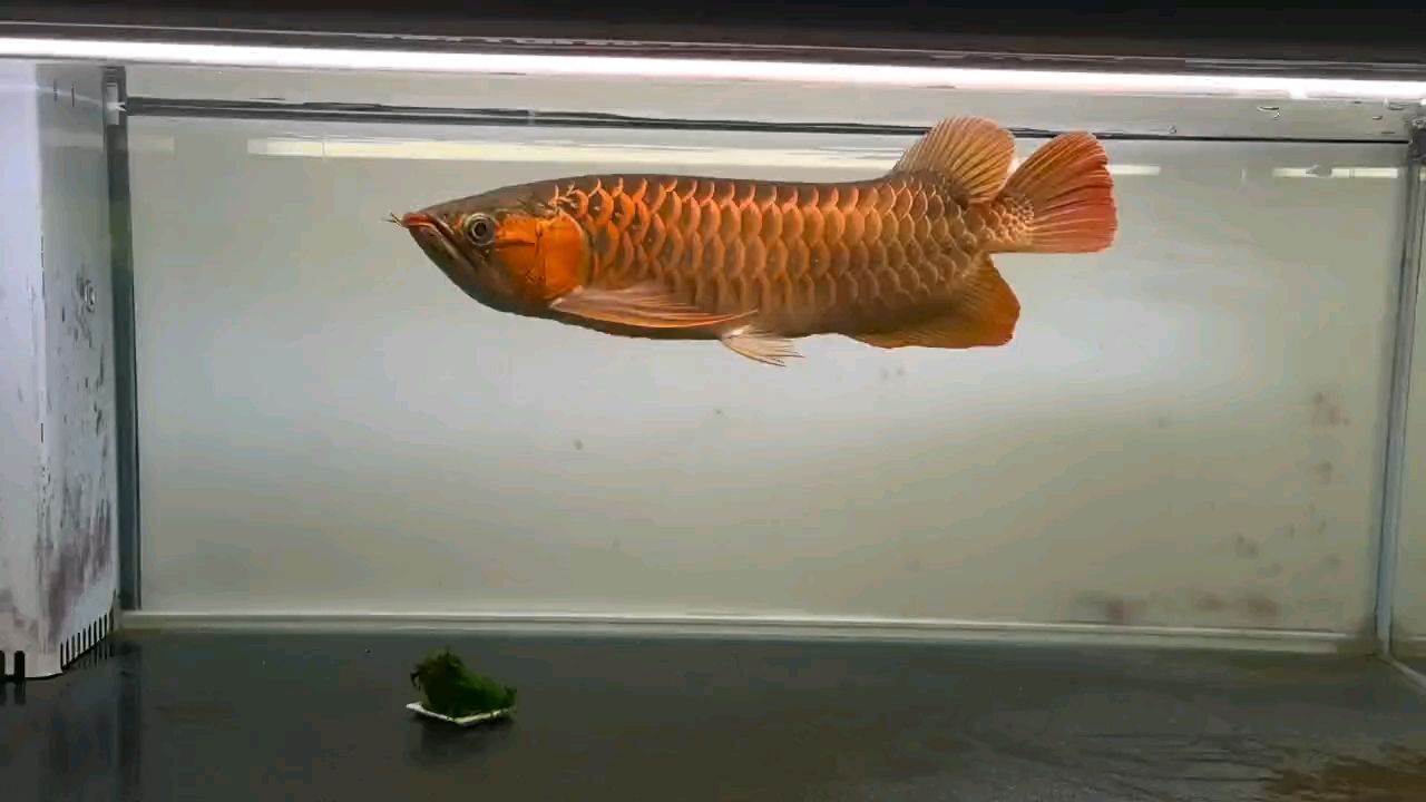 龍巧兒評論：2歲3個月兒童發(fā)展里程碑，隨著孩子年齡的增長（2歲3個月兒童的發(fā)展）