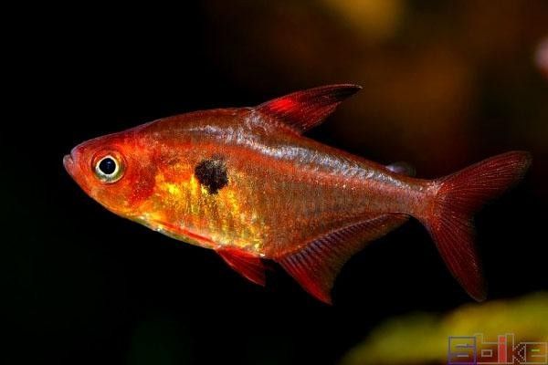 紅旗尾魚的繁殖方法是什么？（紅旗尾魚的養殖方法）