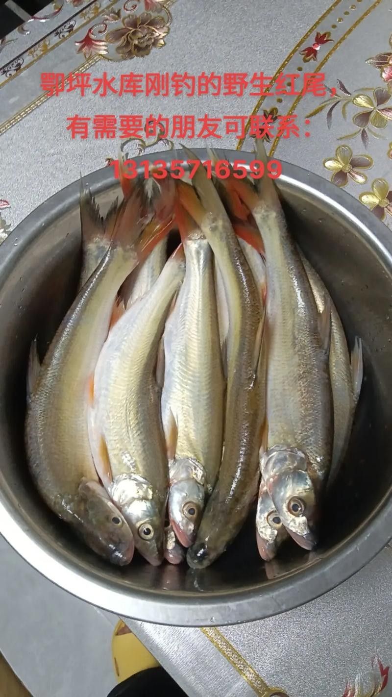 紅旗尾魚的繁殖方法是什么？（紅旗尾魚的養殖方法）