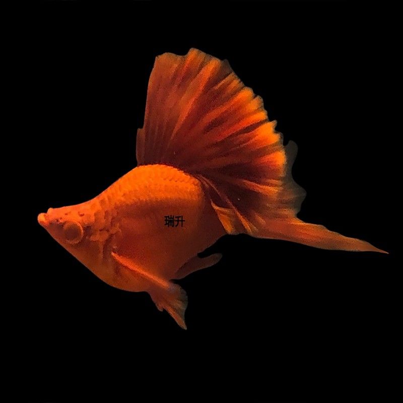 紅旗尾魚的繁殖方法是什么？（紅旗尾魚的養殖方法）