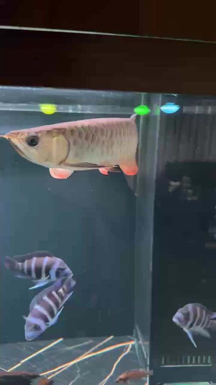 我的魚缸中的一條魚是否為經過壓力處理（即“壓養”）的（大神們）