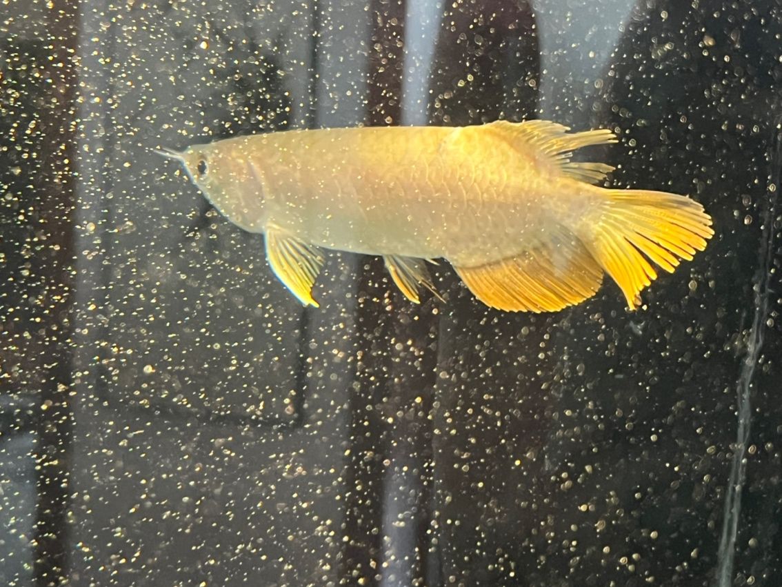魚身上缺口問題探討（關于魚身上缺口問題探討） 魚身上缺口問題探討（關于魚身上缺口問題探討） 龍魚論壇 第1張