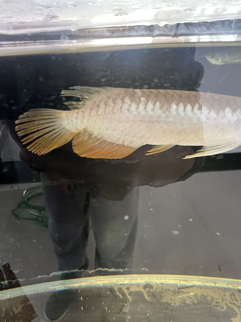 魚身上缺口問題探討（關于魚身上缺口問題探討） 魚身上缺口問題探討（關于魚身上缺口問題探討） 龍魚論壇 第2張