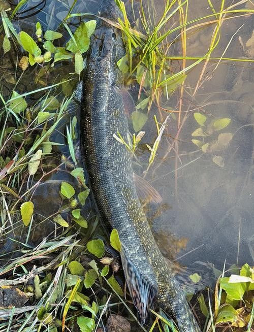 阿勒泰狗魚的營養價值（關于阿勒泰狗魚的圖片資源）