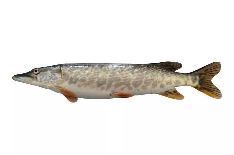 阿勒泰狗魚的營養價值（關于阿勒泰狗魚的圖片資源）
