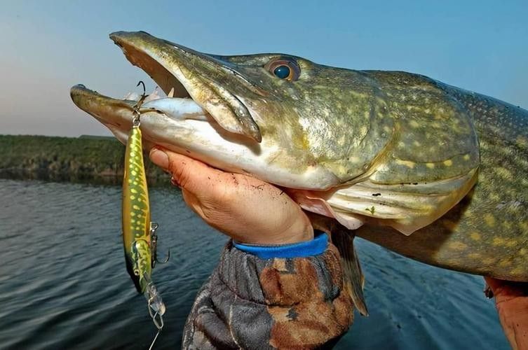 阿勒泰狗魚的營養價值（關于阿勒泰狗魚的圖片資源）
