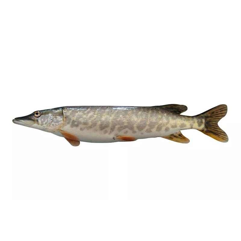 阿勒泰狗魚的營養價值（關于阿勒泰狗魚的圖片資源）
