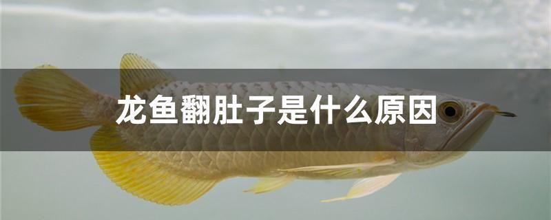 龍魚翻肚子的原因有哪些（龍魚翻肚子是一種常見現(xiàn)象，可能由多種原因引起，飼養(yǎng)者需注意）