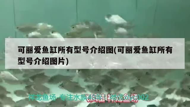 溫州金龍魚老板是誰（溫州金龍魚的老板是哪里人）