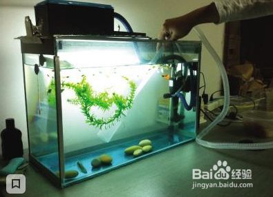 魟魚(yú)健康狀況分析（錦州水族館各位大神幫我看看我的魟魚(yú)到底怎么了,）