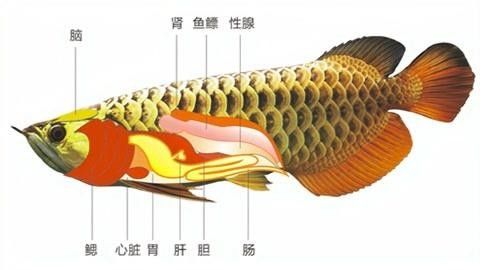 文山龍魚的身體是由哪些部分組成的（如何區分文山龍魚的三個部位？）