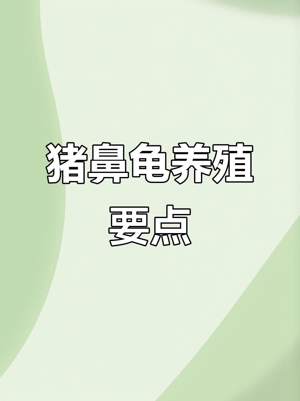 豬鼻龜?shù)膲勖卸嚅L？（周五，豬鼻龜?shù)摹伴L壽秘訣”,你知道嗎）