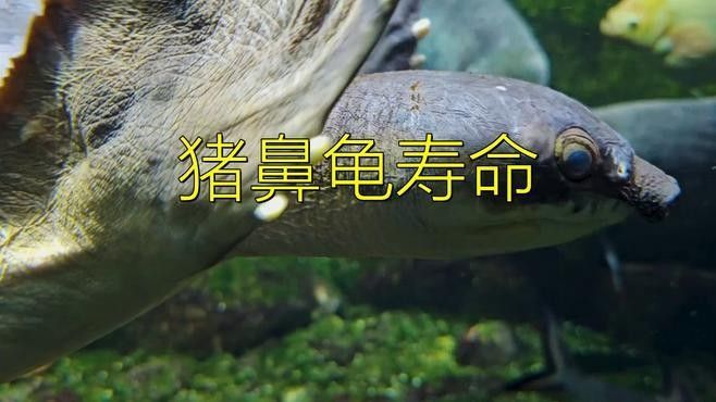 豬鼻龜?shù)膲勖卸嚅L？（周五，豬鼻龜?shù)摹伴L壽秘訣”,你知道嗎）