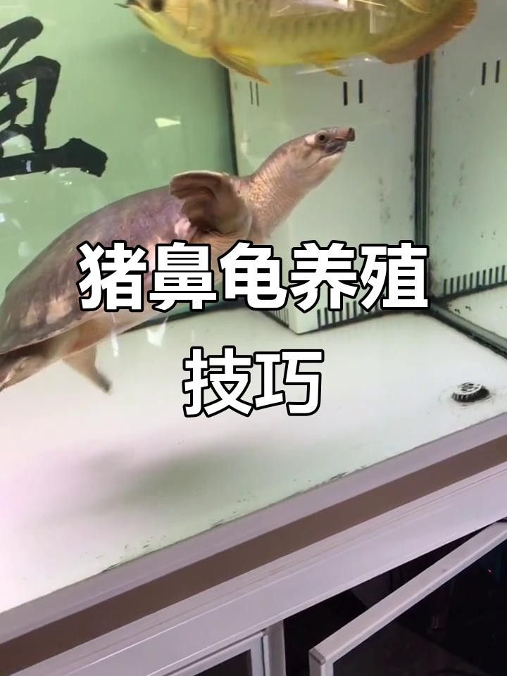 豬鼻龜?shù)膲勖卸嚅L？（周五，豬鼻龜?shù)摹伴L壽秘訣”,你知道嗎）