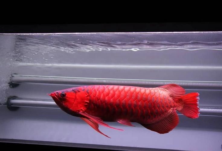 呈貢紅龍魚有哪些特點？（呈貢紅龍魚品種大揭秘:辣椒、血紅與橙紅龍的差異）